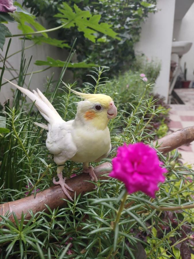 Paarijaat Homestay & Guesthouse Ayodhya Kültér fotó